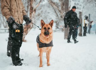 praca w policji