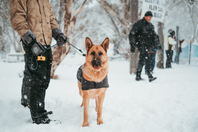 praca w policji