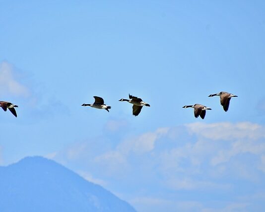 Kto kształtuje kulturę organizacji?